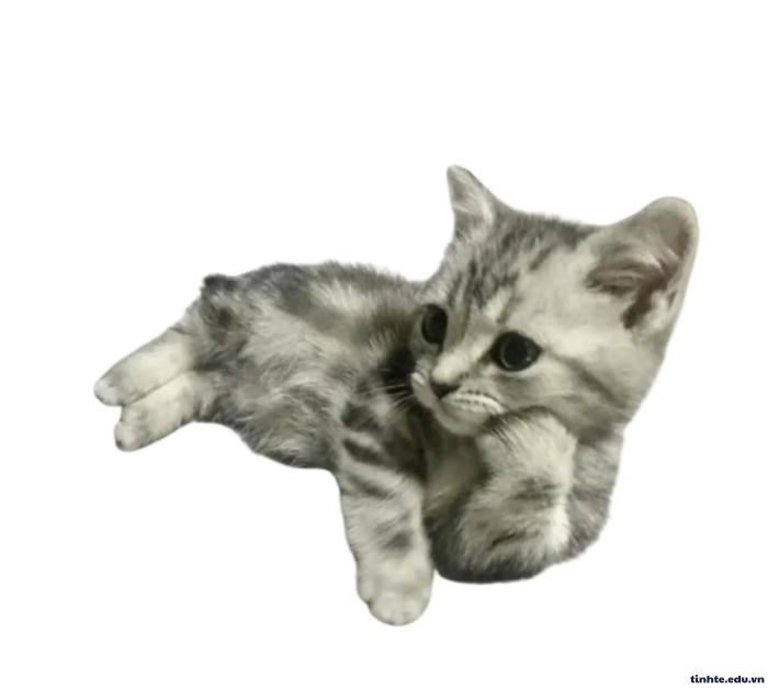 meme đáng yêu biểu cảm vui