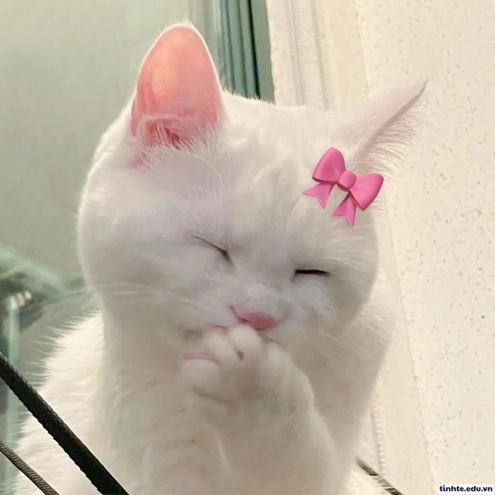 meme đáng yêu dễ cưng