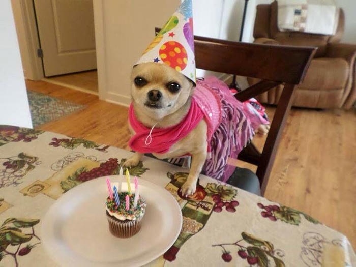 meme sinh nhật chế vui