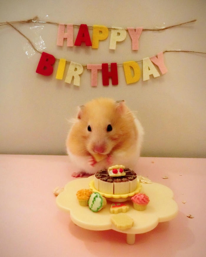 meme sinh nhật đáng cưng