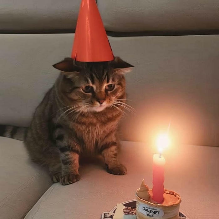 meme sinh nhật dễ cưng