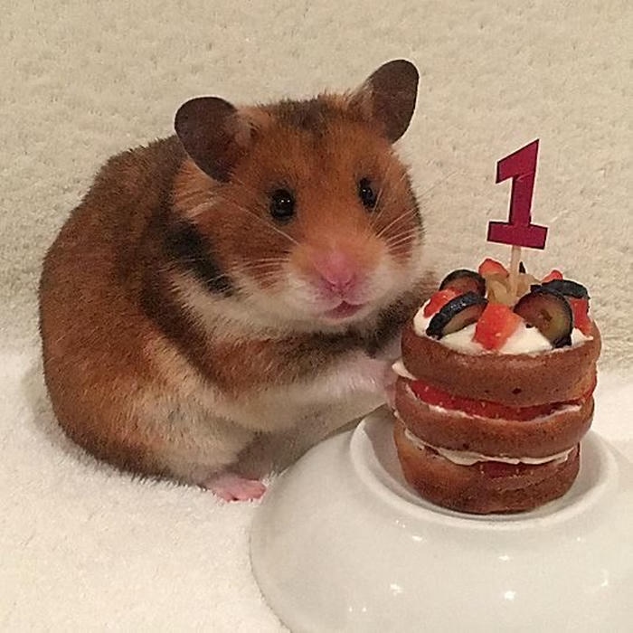 meme sinh nhật hài đáng yêu