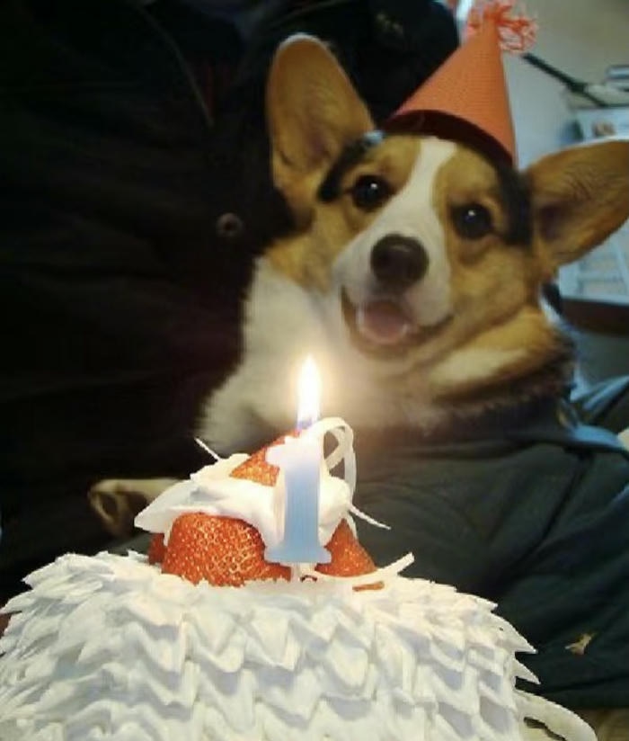 meme sinh nhật vui nhộn