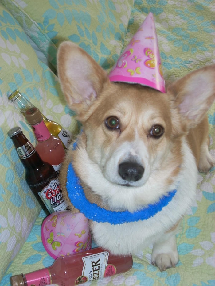 meme sinh nhật vui tính