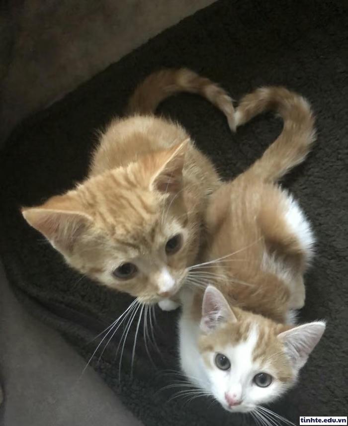 meme thả tim dễ cưng