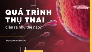 Quá trình thụ thai diễn ra như thế nào - Điều kiện thụ thai