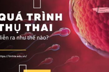 Quá trình thụ thai diễn ra như thế nào – Điều kiện thụ thai