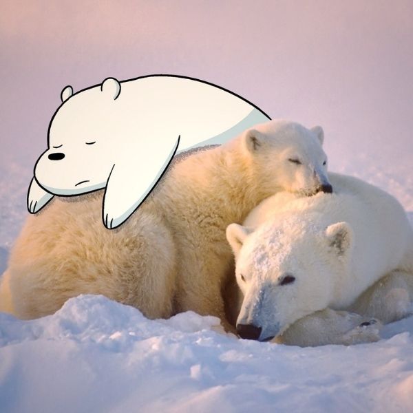 Hình avatar gấu trắng Ice Bear ngoài thiên nhiên