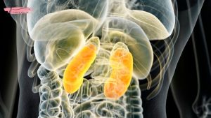 Thận nằm ở đâu? Bỏ ngay điều này nếu không muốn “giết chết” thận