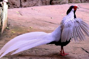 Gà lôi trắng: Loài chim rừng quý hiếm cần được bảo tồn