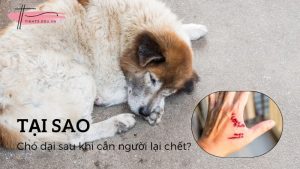 Bệnh dại là gì? Tại sao chó dại sau khi cắn người lại chết?