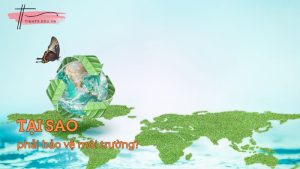 Vai trò của môi trường là gì? Tại sao phải bảo vệ môi trường?