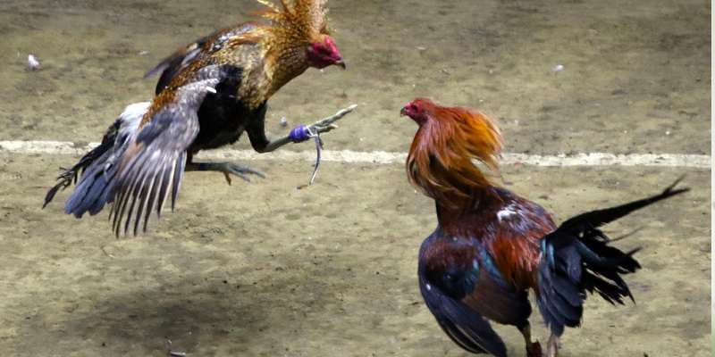 Nhiều Kèo Cược Hấp Dẫn, Lựa Chọn Đa Dạng