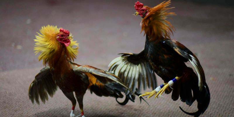 Hệ Thống Giao Dịch Nhanh Chóng, Minh Bạch