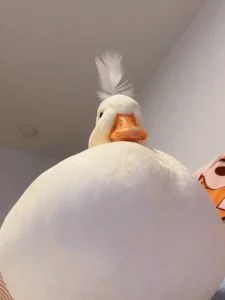 Avatar con vịt cute dễ thương