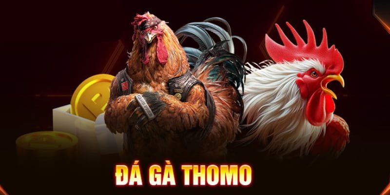Đá Gà Thomo Là Gì?