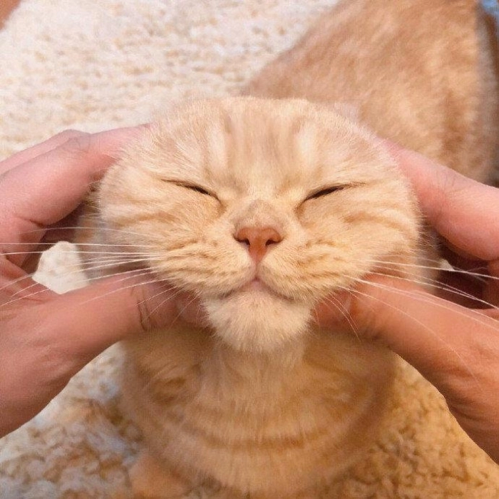 Bất lực meme giải trí cực mạnh