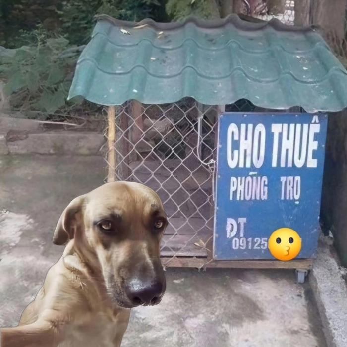 Chế ảnh meme hài lầy cực đại