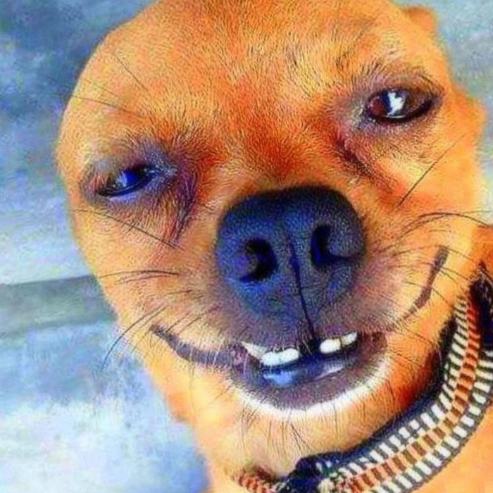 Chế meme vừa hài vừa bựa