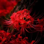 Hình ảnh hoa bỉ ngạn đẹp nhất