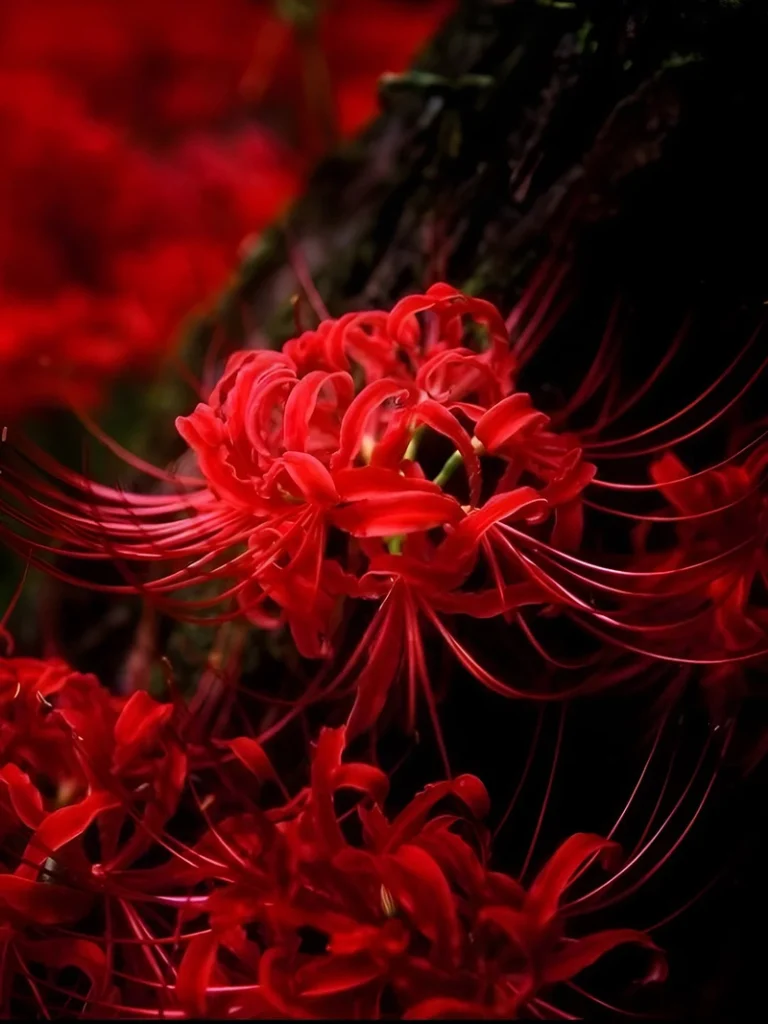 Hình ảnh hoa bỉ ngạn đẹp nhất