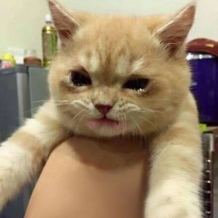 Meme mèo cam buồn khóc lặng lẽ