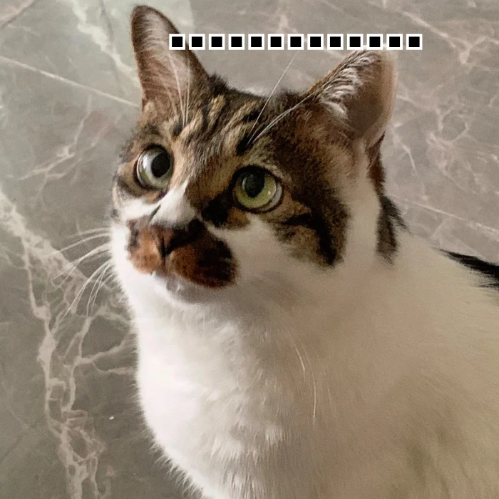 Meme suy tư mèo hài hước