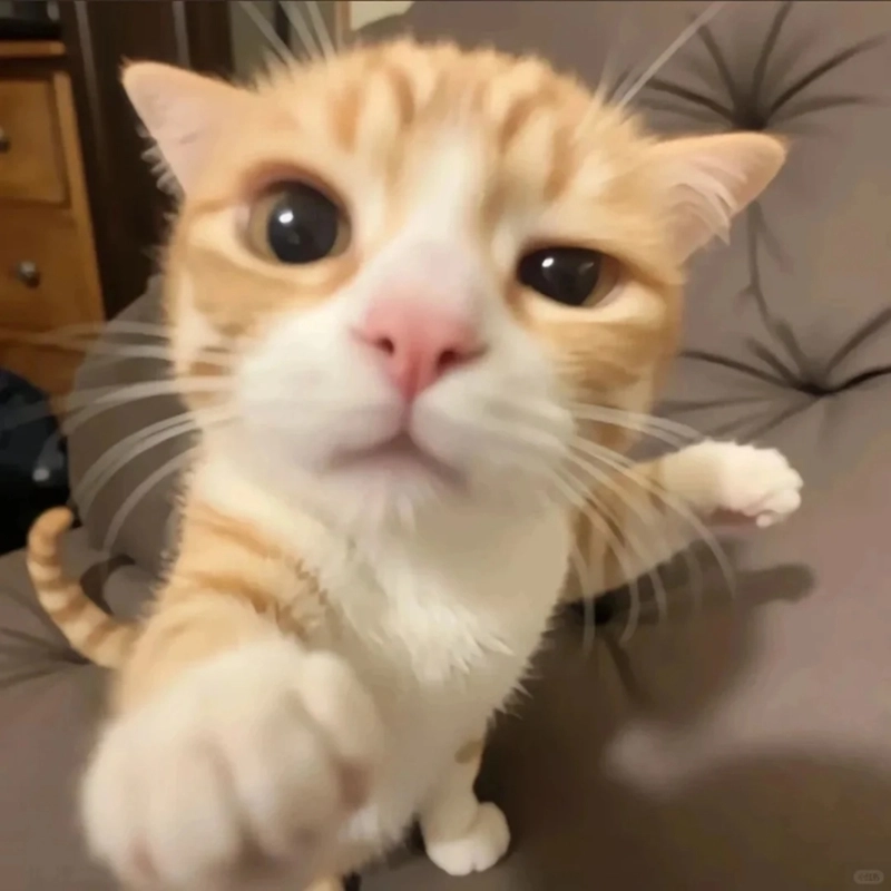 Ảnh meme động vật cute xỉu