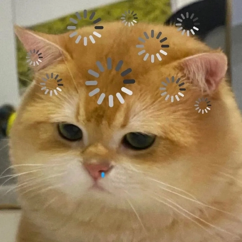 Ảnh meme động vật đáng yêu