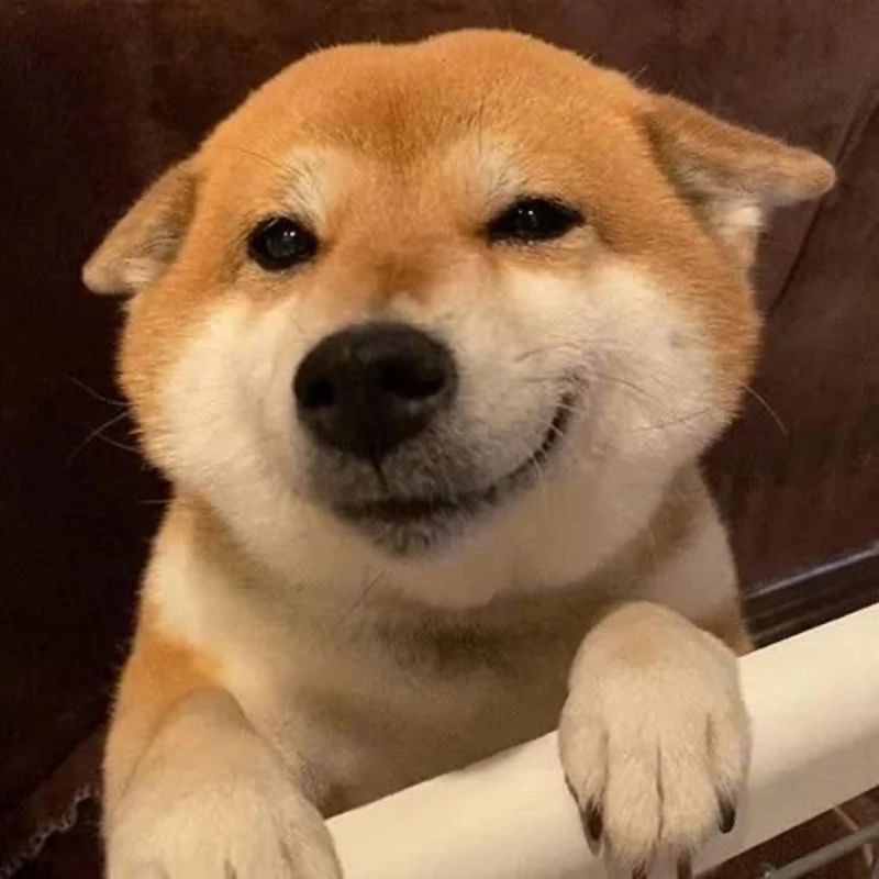 Ảnh meme động vật hài
