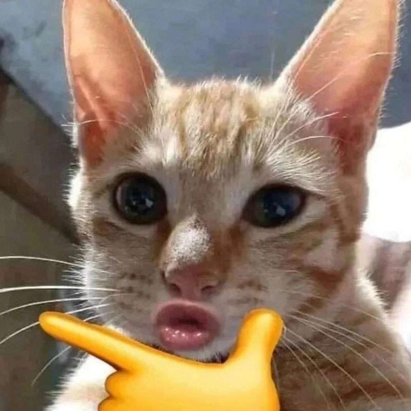 Ảnh meme động vật troll hài