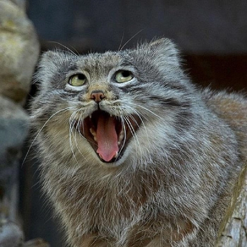 Động vật meme cười lăn