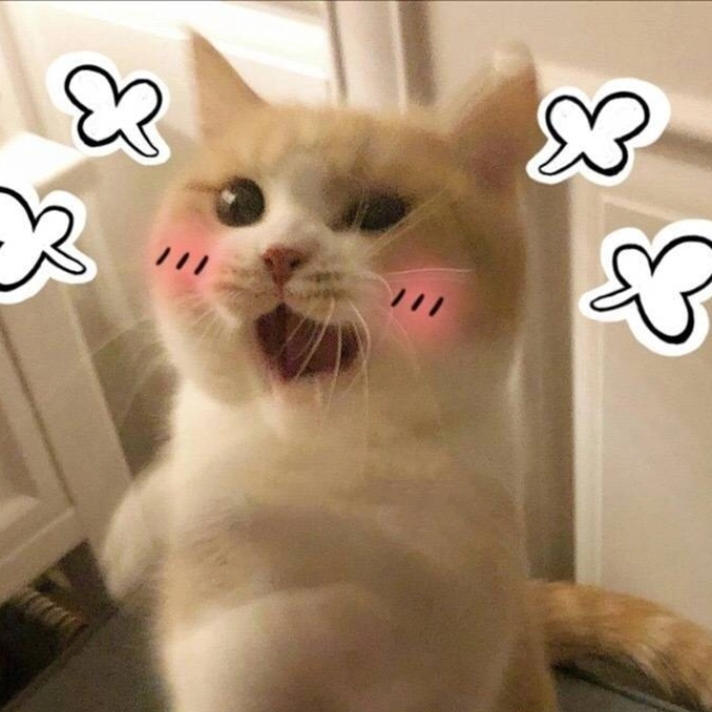 Hình ảnh meme động vật vui nhộn