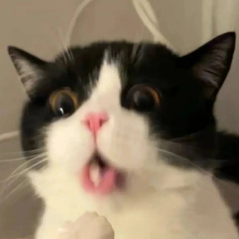 Hình meme động vật bựa