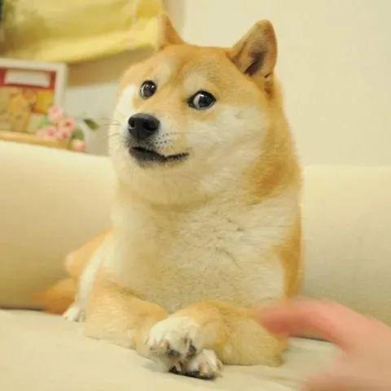 Hình meme động vật dễ thương
