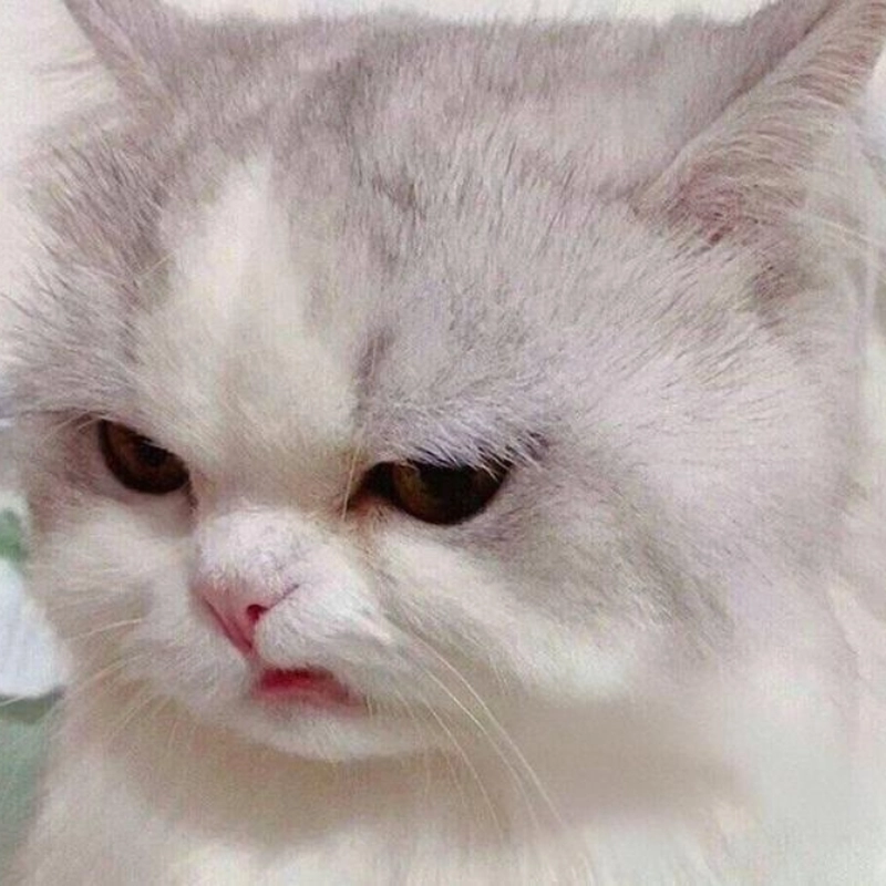 Meme động vật bựa nhưng đáng yêu