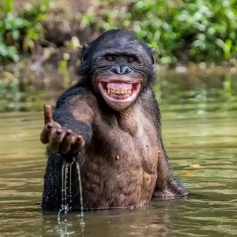 Meme động vật cute đáng yêu