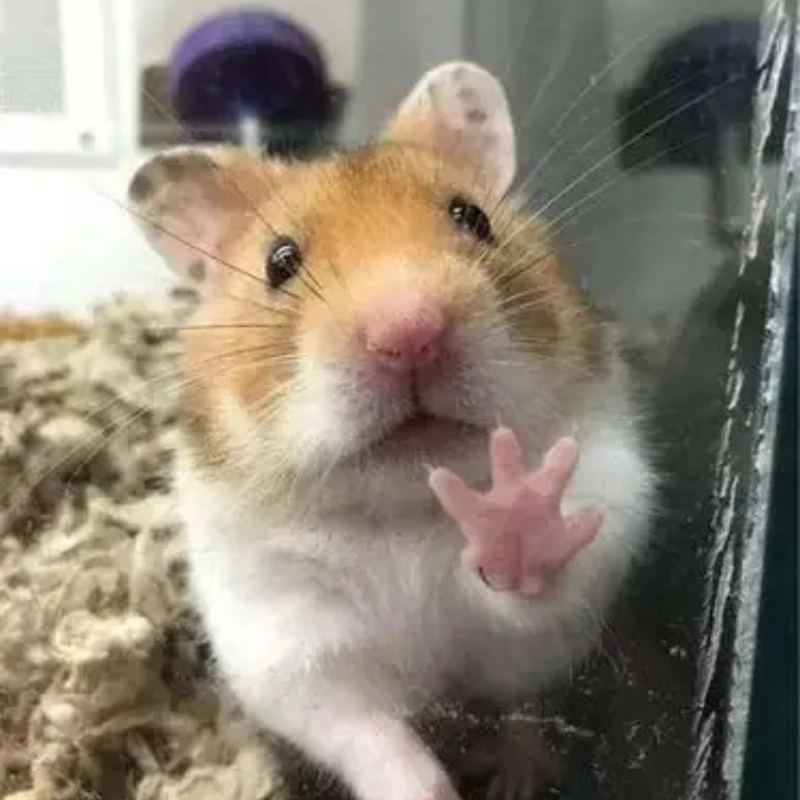 Meme động vật hài hước cực chất