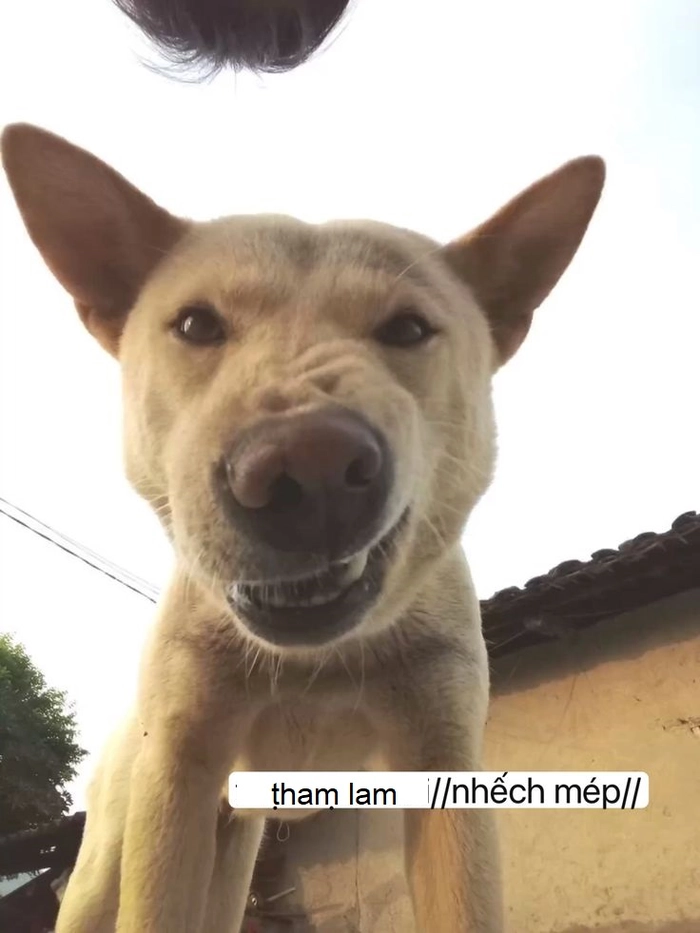 Meme động về người tham lam