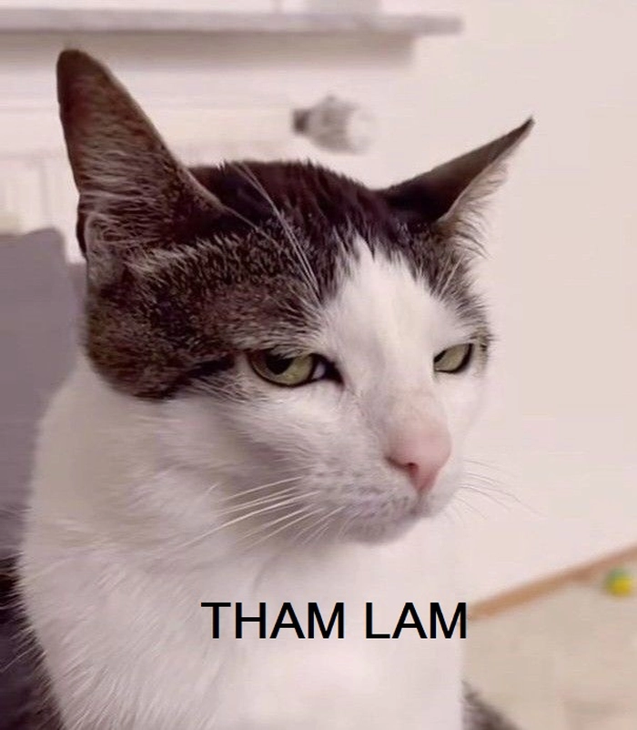 Meme gif hài về tham lam