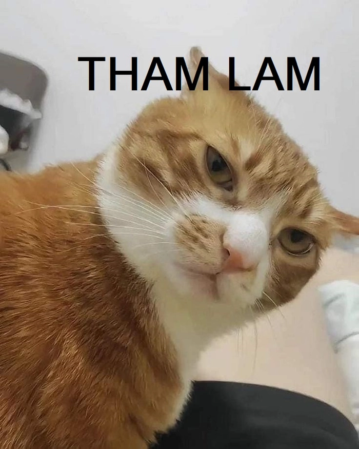 Tham lam meme siêu khét