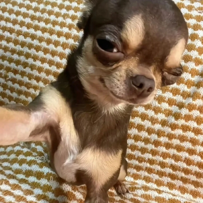 Ảnh Chihuahua meme châm biếm
