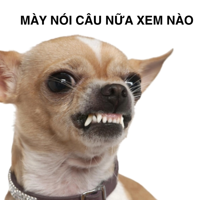 Ảnh Chihuahua meme dễ thương