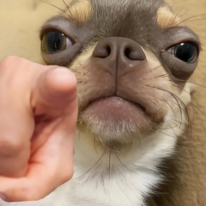 Ảnh Chihuahua meme hài hước