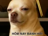 Tổng hợp 177+ ảnh Chihuahua meme nhỏ mà có võ mặn khỏi bàn