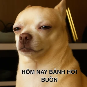 Ảnh Chihuahua meme “khó ở”