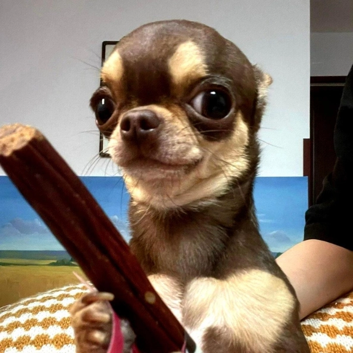Ảnh Chihuahua meme ngầu bá cháy