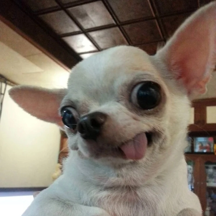 Ảnh Chihuahua meme siêu cấp đáng yêu
