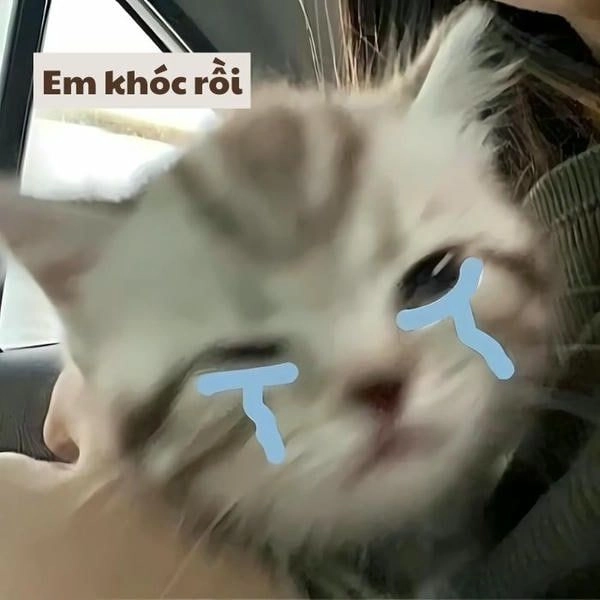 Ảnh chế mèo khóc hài