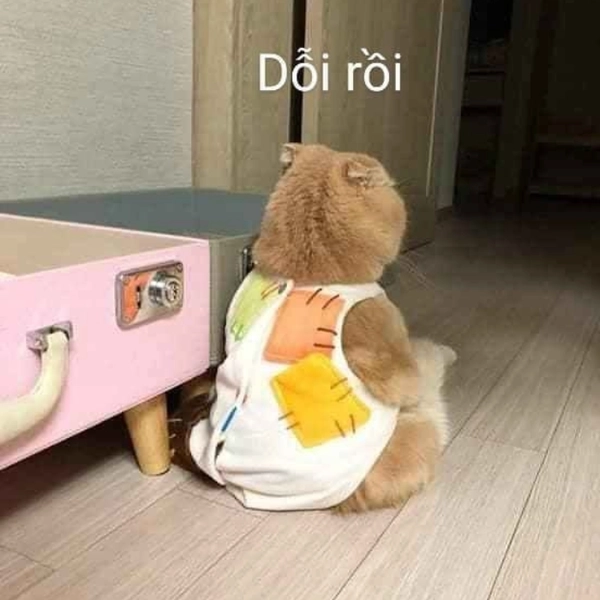 Ảnh hài hước meme mèo cute